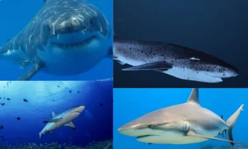 Köpekbalıkları: Denizin Gizemli Yırtıcıları