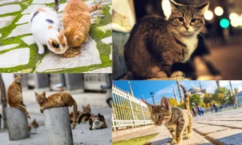 Sokak Kedilerinin Hayatları ve Yaşam Mücadeleleri